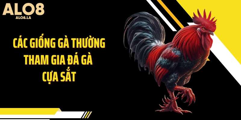 Các giống gà thường tham gia đá gà cựa sắt