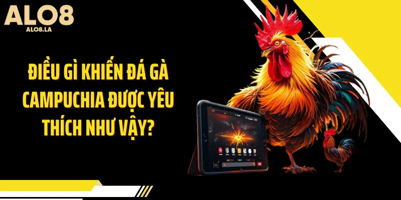 Điều gì khiến đá gà Campuchia được yêu thích như vậy?