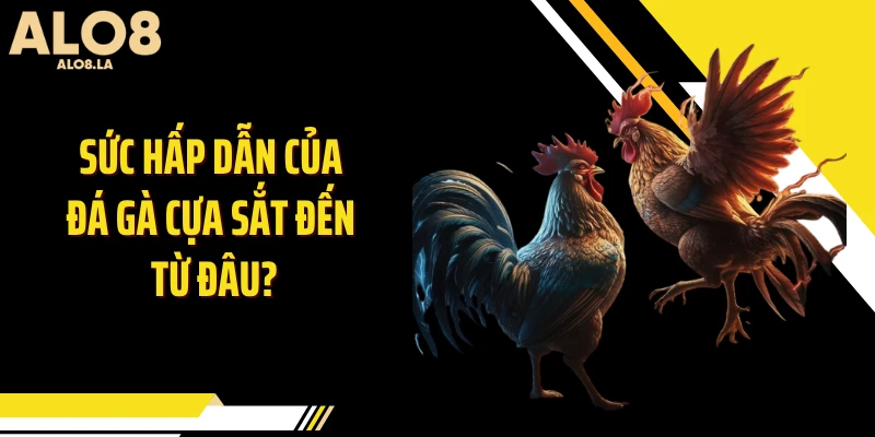 Sức hấp dẫn của đá gà cựa sắt đến từ đâu?